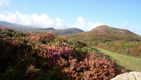 Rural-Idyllic-Welsh-mountain-valley-covered-in-colourful-scenic-heather-wilderness-left-dolly
