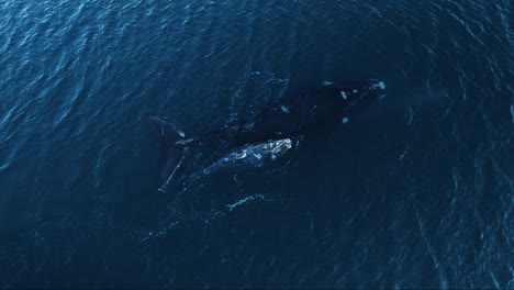 Whales-breathing-at-the-calm-surface-blowing-out-an-air-spray---Aerial-shot-slow-motion