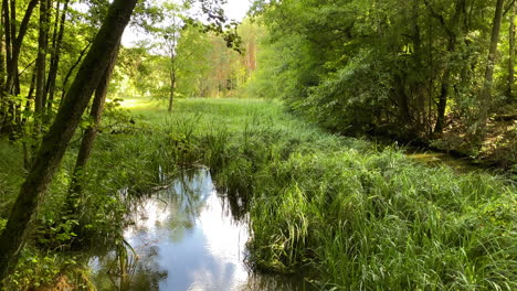 Slow-tilt-up-on-peaceful-green-lush-river-through-beautiful-sunny-forest-nature