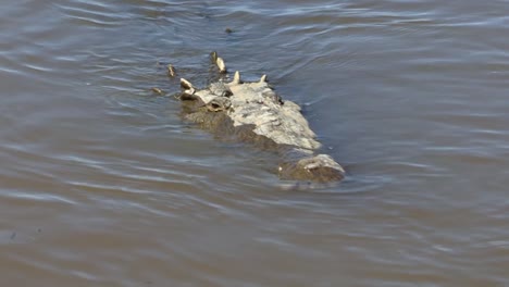 Large-crocodile-submerged-very-close-to-the-shore-in-Tarcoles-river,-Costa-Rica