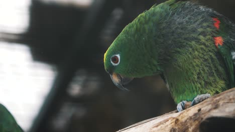 Slow-motion-macro-close-up-of-a-beautiful-green-parrot-in-Cuenca-Ecuador,-south-america