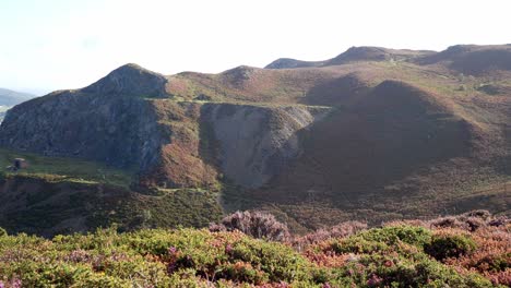 Rural-Welsh-hiking-mountain-valley-covered-in-colourful-scenic-heather-wilderness-right-dolly