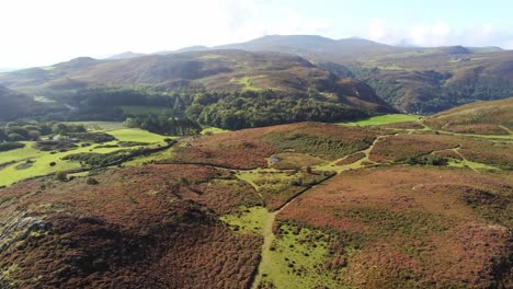 Aerial-view-rural-colourful-heather-rugged-Welsh-mountain-valley-countryside-slow-right-dolly-descending