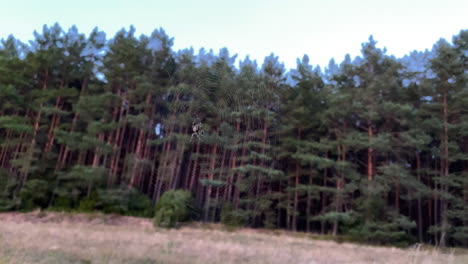 Malerischer-Blick-Auf-Hohen-Dichten-Wald-Am-Rand-Einer-Landschaft-In-Polen---Weitwinkelaufnahme