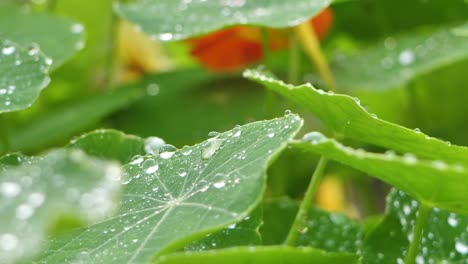Garden-nasturtium-raindrops-fall-on-green-leaves