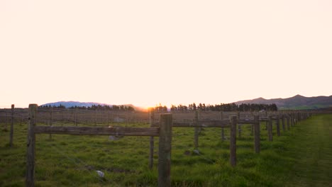 Green-grass-and-vineyard-sunset-with-wind