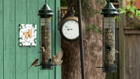 A-feeding-frenzy-of-Chickadees,-Sparrows,-Nuthatches-and-Finches-on-a-squirrel-proof-feeder,-with-a-clock-and-shed-in-the-background