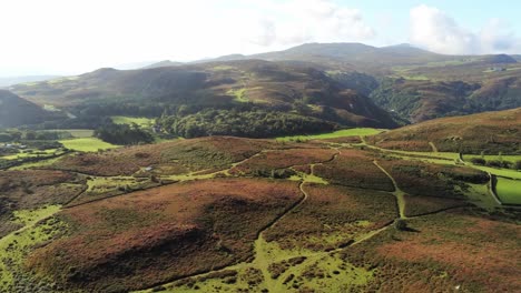 Aerial-view-rural-colourful-heather-rugged-Welsh-mountain-valley-countryside-rising-push-in
