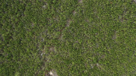 AERIAL:-Top-View-Shot-of-Wild-Natural-Pine-Trees-in-Forest