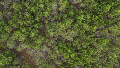 AERIAL:-Rotating-Shot-of-Waving-Little-Pine-Trees-on-Bright-Day-in-Nida