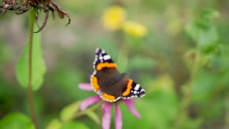 Black-and-orange-butterfly-close-up-red-fluttering-flower-with-green-nature-backdrop
