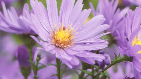 Many-purple-asters-Symphyotrichum-or-New-England-aster-swaying-in-gentle-breeze,-selective-focus