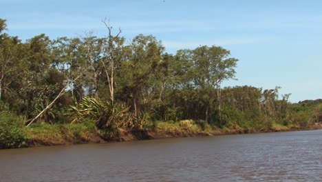 Regenwald-Rund-Um-Den-Fluss-Tarcoles-In-Costa-Rica