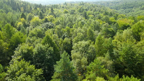 Flying-above-green-forest