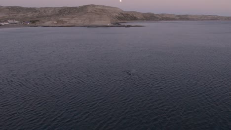 Moon-rising-on-a-beautiful-sunset-with-whales-inside-the-bay-of-a-small-town-in-Patagonia---Aerial-shot