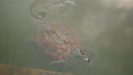 Schildkröten-Im-Wasser-Schmiegen-Sich-An-Die-Kante