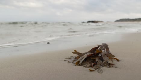 Seaweed-lying-on-shoreline,-mid-shot