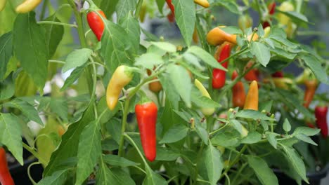 Homegrown-Chili-Pepper-Plant-with-Multicolored-small-Chilies-in-a-Garden---Close-Up
