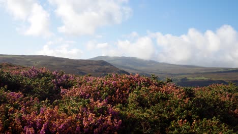 Rural-Welsh-mountain-valley-covered-in-colourful-scenic-heather-right-dolly-across-wilderness