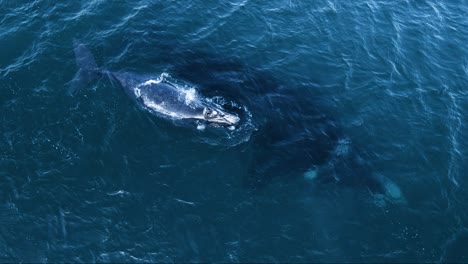 Little-whale-blowing-out-air-spray-on-the-calm-surface-while-his-mother-remains-under-water---Aerial-close-shot-slow-motion