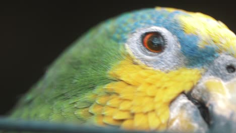 Slow-motion-macro-close-up-of-a-parrots-face-inside-of-a-cage-in-Ecuador,-South-america