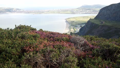 Rural-scenic-Welsh-mountain-heather-hillside-ocean-valley-bay-coastline-slow-dolly-right