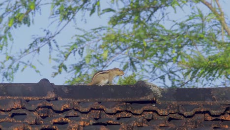 Squrrel-on-roof-top-blue-skyscratching