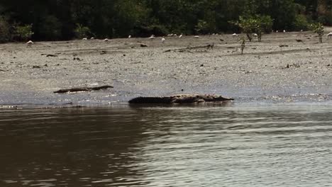 Crocodiles-on-the-Tarcoles-river-bank-in-Costa-Rica-in-the-sun