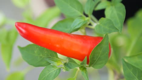 Wachsende-Chilipfefferpflanze-Mit-Roten-Kleinen-Chilis,-Die-In-Einem-Garten-Angebaut-Werden---Nahaufnahme
