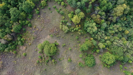 Beautiful-drone-landscape-of-summer-forest