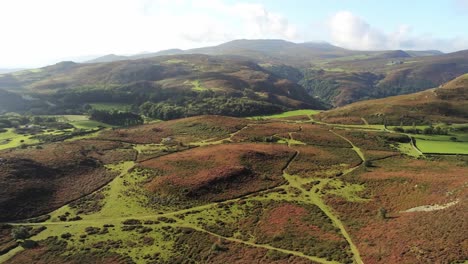 Aerial-view-rural-colourful-heather-rugged-Welsh-mountain-valley-countryside-wide-right-orbit-fast