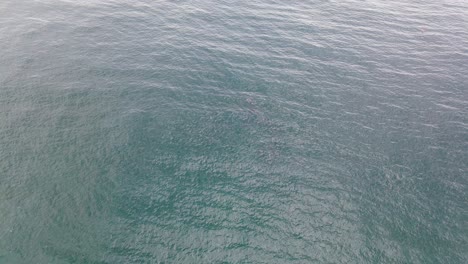 Manada-De-Especies-Raras-De-Delfines-Rosados-Nadando-Bajo-El-Mar-Azul-Brillante---Nueva-Gales-Del-Sur,-Australia---Drone-Aéreo