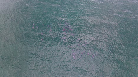 Grupo-De-Delfines-Rosados-Nadando-En-El-Océano-Azul---Nueva-Gales-Del-Sur,-Australia