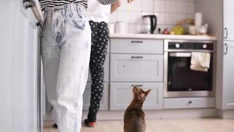 woman-is-holding-a-piece-of-food-in-her-hand,-a-cat-is-jumping-for-food-in-the-kitchen