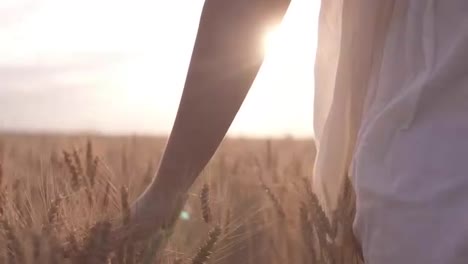 Woman-in-the-white-dress-running-her-hand-through-some-wheat-in-a-field.-Countryside,-nature,-summer