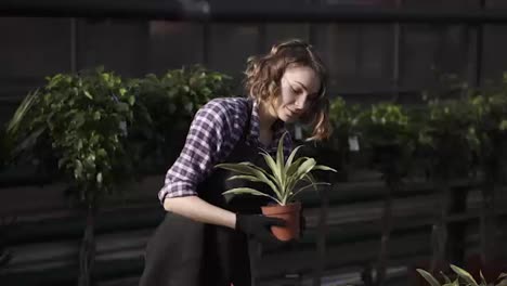 A-young-woman-florist-working-in-greenhouse-caring-for-flowers.-Girl-in-apron-in-a-greenhouse-examining-and-touching-flowers-in-a-row.-Sunny,-bright-area