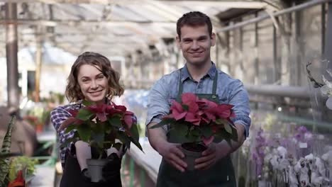 Portrait-of-a-beautiful-woman-and-handsome-guy-working-in-sunny-greenhouse-full-of-blooming-plants,-standing-with-pots-plants-with-outstretched-hands-and-cheerfully-smiling-to-a-camera.-Rows-of-blooming-flowers-on-the-background
