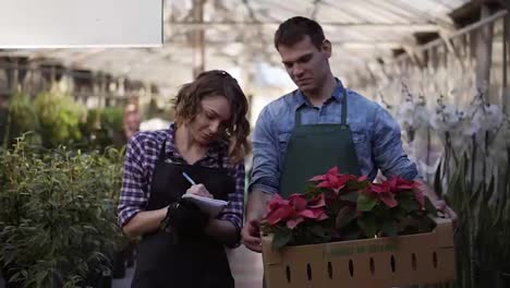 Handsome-male-gardener-in-shirt-and-green-apron-carrying-carton-box-with-pink-flowers-plants-while-walking-with-his-collegue---a-nice-girl-making-notes.-Walking-between-raised-flowers-in-a-row-of-indoors-greenhouse-and-discussing-work-moments