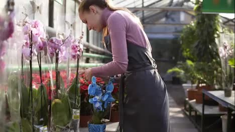 Young-florist-woman-in-apron-walking-in-the-greenhouse-of-flowers-checks-a-pot-of-blue-orchids-petals-on-the-shelf