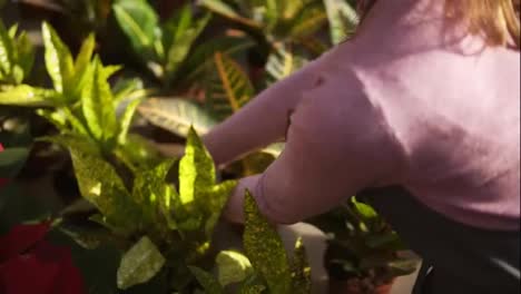 Nahaufnahme-Der-Hände-Einer-Frau,-Die-Einen-Blumentopf-Mit-Aucuba-Japonica-Im-Regal-Untersucht-Und-Arrangiert