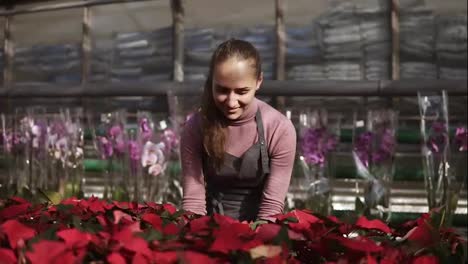 Young-woman-in-the-greenhouse-with-flowers-checks-a-pot-of-red-poinsettia-on-the-shelf.-Smiling-female-florist-in-apron-examining-and-arranging-flowerpots-with-red-poinsettia-on-the-shelf