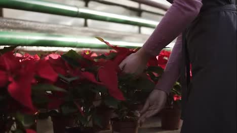 Junge-Frau-In-Schürze-Geht-Mit-Blumen-Durch-Das-Gewächshaus-Und-überprüft-Einen-Topf-Mit-Rotem-Weihnachtsstern-Auf-Dem-Regal.-Lächelnde-Floristin-Untersucht-Und-Arrangiert-Blumentöpfe-Mit-Rotem-Weihnachtsstern