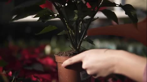 Closeup-view-of-young-female-gardener-in-uniform-watering-a-pot-of-red-poinsettia-with-garden-watering-can-in-greenhouse