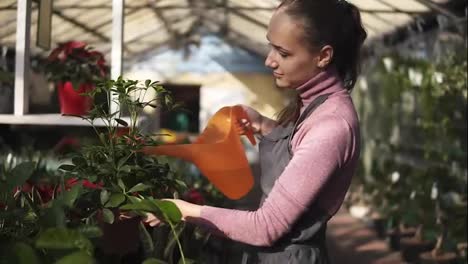 Attractive-female-gardener-in-uniform-watering-a-pot-with-green-plant-with-garden-watering-can-in-greenhouse