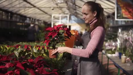 Smiling-young-female-gardener-in-uniform-watering-a-pot-of-red-poinsettia-with-garden-watering-can-in-greenhouse