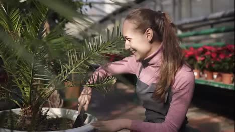 Young-attractive-woman-digs-up-the-soil-near-green-palm-tree-in-the-greenhouse