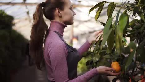 Young-florist-woman-in-apron-checks-a-mandarin-tree-on-the-shelf-in-the-greenhouse.-Tangerines-pn-the-tree