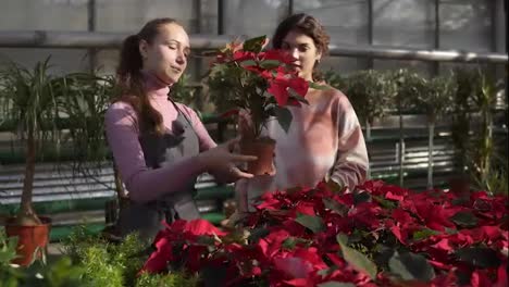 Young-smiling-female-florist-in-apron-showing-flowerpots-with-red-poinsettia-to-female-customer.-Young-woman-carefully-examines-the-flower