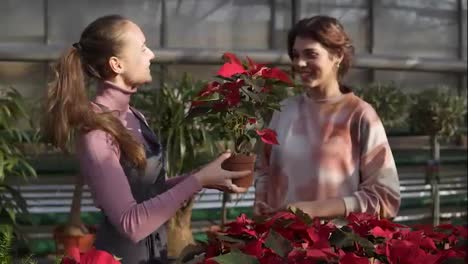 Young-smiling-female-florist-in-apron-showing-flowerpots-with-red-poinsettia-to-female-customer.-Young-woman-takes-this-pot-and-goes-to-buy-it