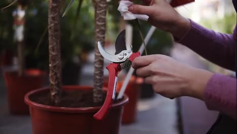 Closeup-view-of-female-hands-cleaning-a-garden-pruner-in-greenhouse